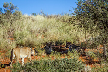 Three African lioness with tracking collar in Kgalagadi transfrontier park, South Africa; Specie panthera leo family of felidae