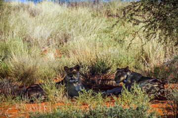 African lioness with tracking collar lying down in Kgalagadi transfrontier park, South Africa; Specie panthera leo family of felidae