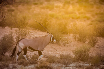 South African Oryx walking at sunset in Kgalagadi transfrontier park, South Africa; specie Oryx...
