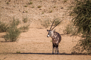 South African Oryx standing in shadow during hot day in Kgalagadi transfrontier park, South Africa;...