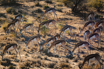 Herd of Springbok grazing in backlit in Kgalagari transfrontier park, South Africa ; specie Antidorcas marsupialis family of Bovidae