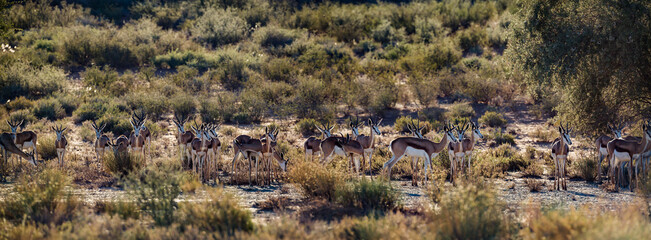 Springbok herd standing in backlit in Kgalagari transfrontier park, South Africa ; specie Antidorcas marsupialis family of Bovidae