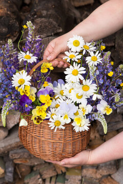 Beautiful Summer Wedding Bouquet, Flowers Arrangement In Basket In Florist Hands. White Yellow Blue Violet Purple Bouquet With Daisy, Chamomile, Lupin And Pansy Flowers