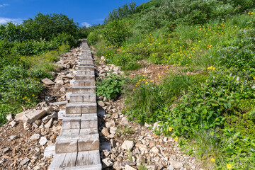 火打山の登山道と高山植物のお花畑