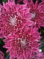 Close-up of a bouquet of purple chrysanthemums.