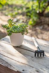 Set of mixed succulents and other Echeveria in different types in white pot with Small rake on the wooden table in the garden on nature background
