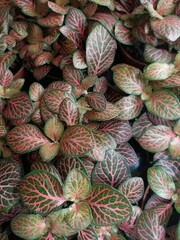Fototapeta premium Floral background of green plants.