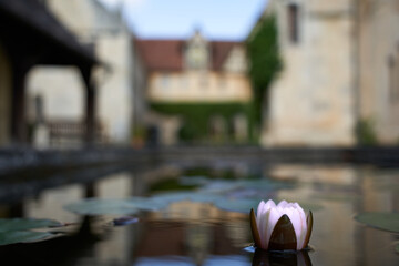 White water lily blooms on a pond in a monastery courtyard, the plant is reflected in the water. Germany, Bebenhausen.