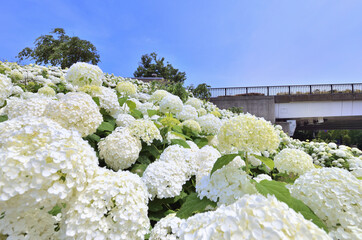 東京　お台場　シンボルプロムナード公園のあじさい