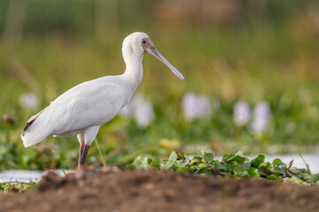 African Spoonbill - Platalea alba, special rare white water bird from African lakes and marshes, lake Ziway, Ethiopia.