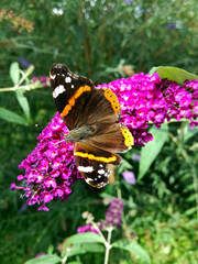 Detail of butterfly red admiral, close up image of insect sitting on flower bush Buddleja davidii, summer lilac or butterfly bush. Green natural blurred background.