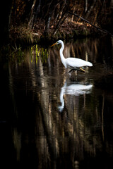 沼に佇むシラサギ