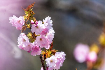 ぼかした背景に浮かぶ八重桜