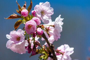 青い背景に浮かぶ八重桜