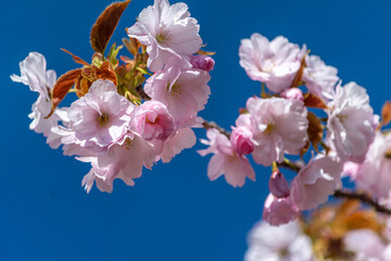 青い背景に浮かぶ八重桜
