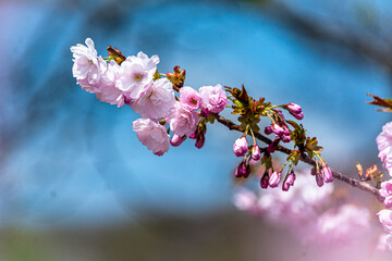 青い背景に浮かぶ八重桜