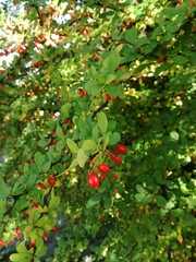 autumn fall berries on branch