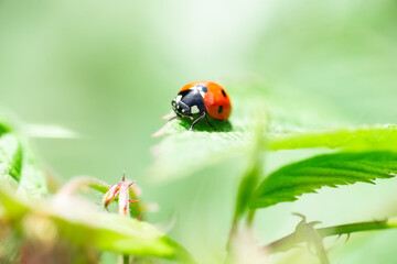 Ladybug (Coccinellidae) on a stick..