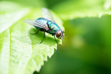 A fly perched on a green leaf with a green backdrop. Macro photography technics.