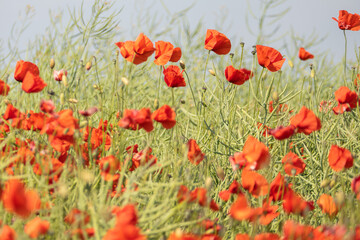 Mohnwiesen färben die schöne Landschaft rot - ein Traum voller Blüten