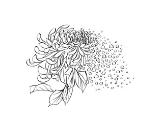 Digital illustration of chrysanthemum flower, flower art, black and white.