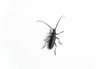 Longhorn Beetle, huge black insect on white background.