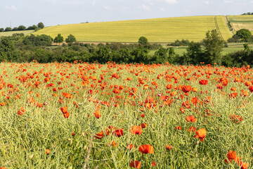Mohnwiesen färben die schöne Landschaft rot - ein Traum voller Blüten