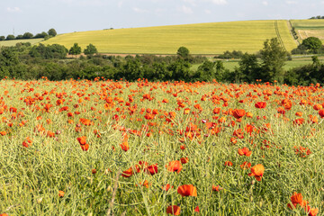 Fototapeta na wymiar Mohnwiesen färben die schöne Landschaft rot - ein Traum voller Blüten