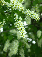 bird cherry blossoms in full bloom in May