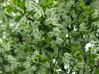 bird cherry blossoms in full bloom in May