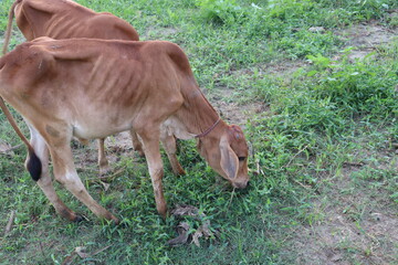 Naklejka na ściany i meble brown colored cow eating the grass