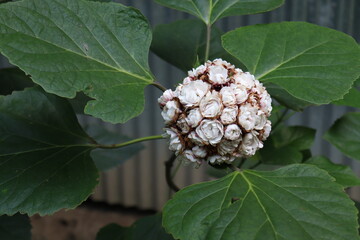 white colored grass flower on field