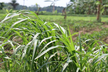 grass farm on field for cow eat