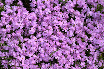 Fototapeta premium small violet moss phlox flowers background texture