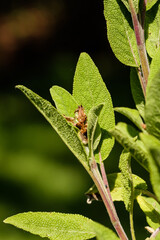 Blätter und grüne Knospe des Salbei (lat. Salvia)