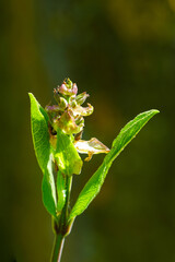 Makro einer Salbei-Knospe im Gegenlicht / Knospe des Salbei (lat. Salvia)