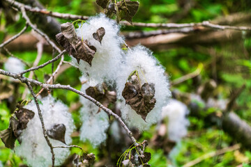 Cottonwood Tree Blooms