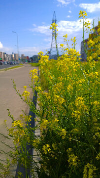 Yellow Barbarea vulgaris flowers on blurred cityscape background. Blue sky. Fresh air concept. Comfortable urban environment. Real city life. Green ecology area. Summer season. Brassicaceae family.