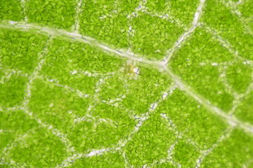 close up Stomatas  of plants cells.