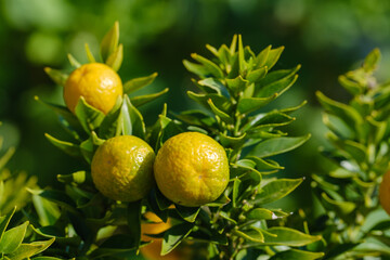 Drei heranreifende / reifende Zitronen an einem Zitronenbaum