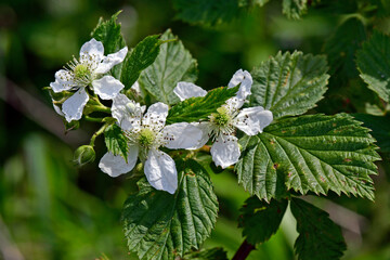Brombeer-Blüte (Rubus sect. Rubus) // Blossom of a Blackberry