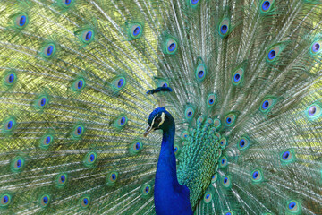 Obraz premium Peackock half profile open feathers, courting., showing peacock`s fan. 