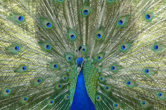 Peacock courting showing peackock`s fan 