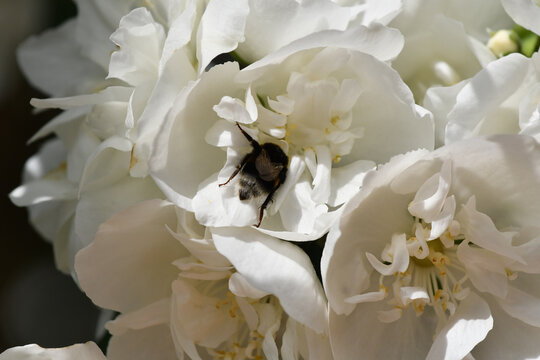 bourdon butinant dans une fleur de Seringat