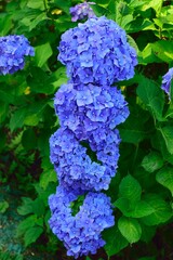 blue flowers in a garden