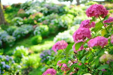 pink flowers in the garden
