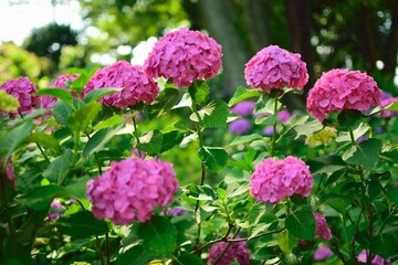 pink flowers in the garden