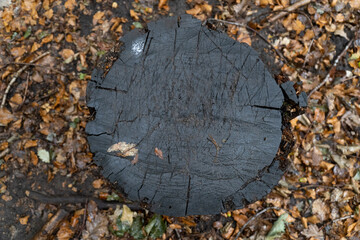 Baumstumpf Herbst