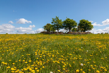 Blooming dandelions on a beautiful meadow a summer day