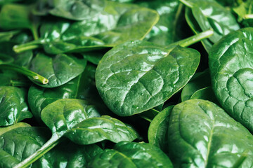 Obraz premium Background of green spinach leaves.